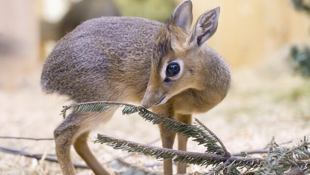 Kirk's dik-diks can reach impressive speeds when fleeing. (Bild: DANIEL ZUPANC)