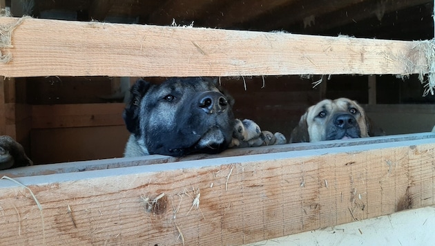 Dark, cramped and cold - this is how the dogs had to eke out their existence. (Bild: Pfotenhilfe)