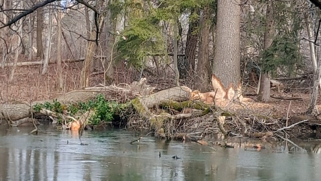 Die geschädigten Bäume beim Leopoldskroner Weiher. (Bild: Stadt Salzburg)