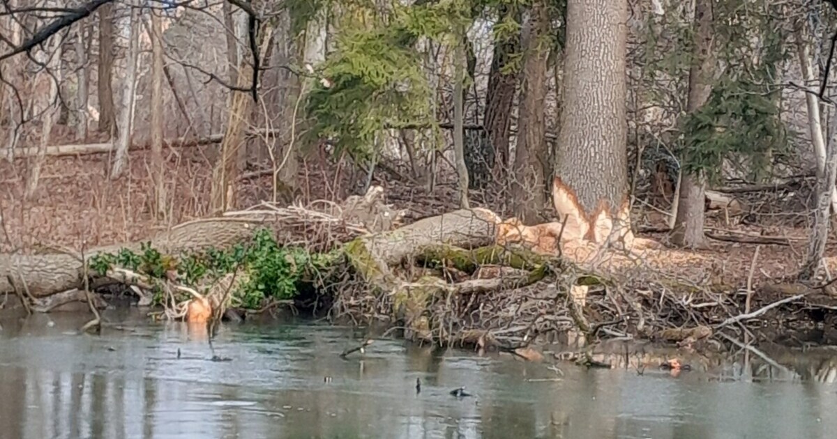 Beaver Damage - Trees At Leopoldskroner Weiher To Be Felled 