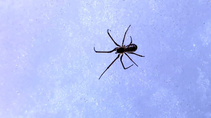 Spider in the snow.