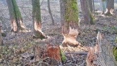 Typische Spuren, die Biber hinterlassen: Angenagte Bäume und Holzschnitzel.  (Bild: Stadt Dornbirn)