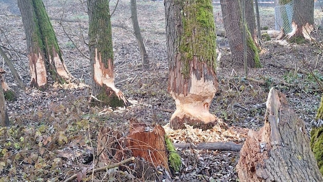 Typical traces left by beavers: Gnawed trees and wood chips. (Bild: Stadt Dornbirn)