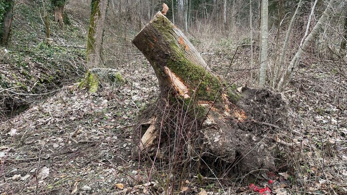 Around 90 percent of all ash trees are affected by the fungal disease.