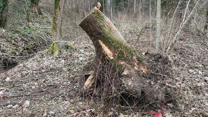 Beaver - A Pair Of Lumberjacks Have Settled In Dornbirn 