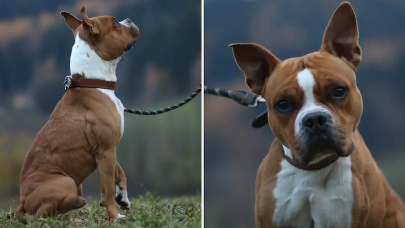 Eine sehr treue Seele. (Bild: TSV Tirol)