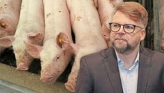 Hannes Schwarz (SPÖ) will ein Verbot von Vollspaltenböden in Schweineställen.  (Bild: Krone KREATIV/Christian Jauschowetz, Sepp Pail)