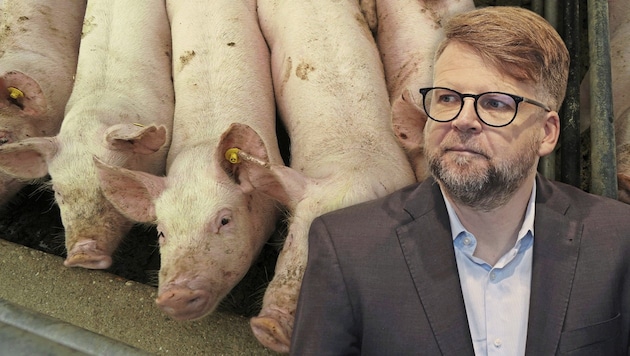 Hannes Schwarz (SPÖ) will ein Verbot von Vollspaltenböden in Schweineställen.  (Bild: Krone KREATIV/Christian Jauschowetz, Sepp Pail)