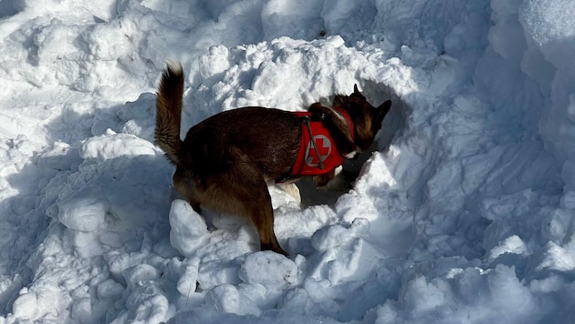 Wuff, wuff! Spielerisches Training in Filzmoos (Bild: RK Salzburg)