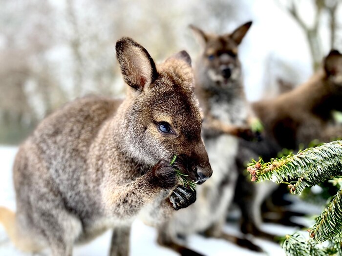 The kangaroos also happily crunch the green twigs