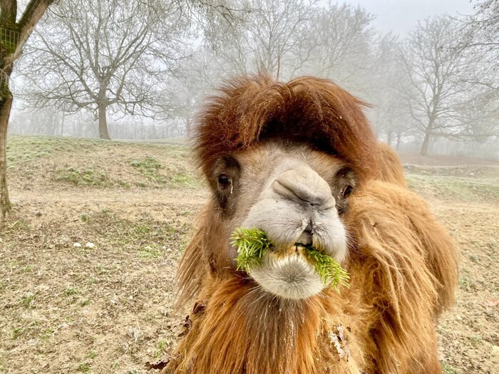 The dromedary enjoyed the conifer branches just as much.