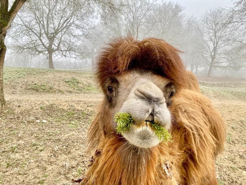 The dromedary likes the conifer branches just as much (Bild: Zoo Schmiding)