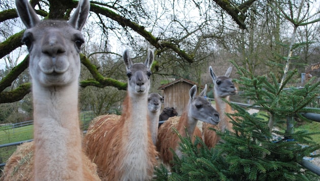 Guanaco stallion Ronaldo and his ladies enjoy the crispy Christmas tree snack (Bild: Tiergarten Walding)