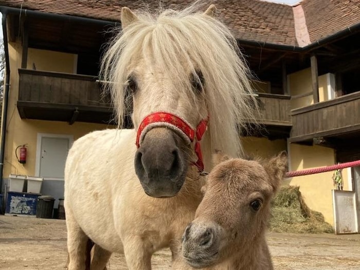 Besuch bei Ponyreiten Graz Mariatrost, die mit einer Pony-Begegnungszone am Festival vertreten sind.