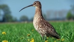 Der Dünnschnabel-Brachvogel (Bild) war ursprünglich in Feuchtgebieten von Europa und Asien heimisch. (Bild: APA Pool/ZB/Zentralbild/Z1014/H. Link)