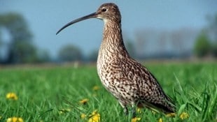 Der Dünnschnabel-Brachvogel (Bild) war ursprünglich in Feuchtgebieten von Europa und Asien heimisch. (Bild: APA Pool/ZB/Zentralbild/Z1014/H. Link)