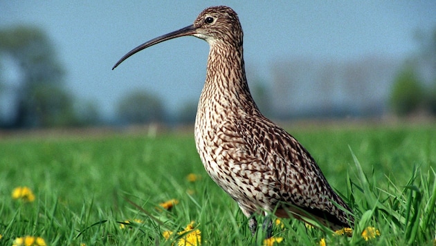 Der Dünnschnabel-Brachvogel (Bild) war ursprünglich in Feuchtgebieten von Europa und Asien heimisch. (Bild: APA Pool/ZB/Zentralbild/Z1014/H. Link)