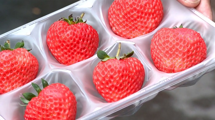 A single strawberry from the manufacturer Oishii costs two euros.