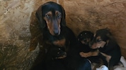 In der kalten Nacht wurde diese Hundefamilie einfach ausgesetzt.