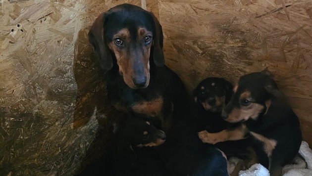 In der kalten Nacht wurde diese Hundefamilie einfach ausgesetzt. (Bild: zVg)