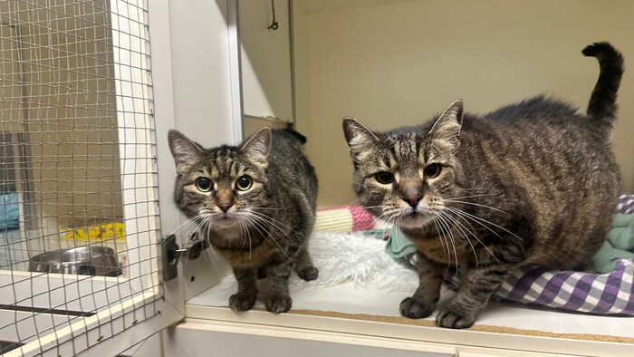 Auch diese beiden Katzen wurden im kurzen heurigen Jahr bereits ausgesetzt.