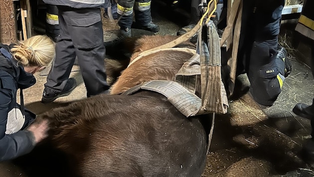 Das Tier konnte alleine nicht mehr aufstehen.  (Bild: HFW Villach)