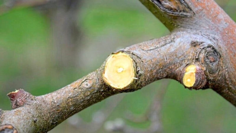 Hier wurde der Schnitt auf den Astring richtig durchgeführt. (Bild: Plantura)