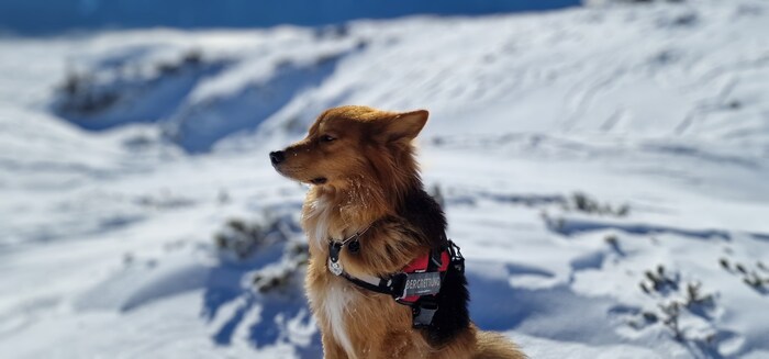 Bergrettungshund „Samy“ konnte den 89-Jährigenaufspüren.
