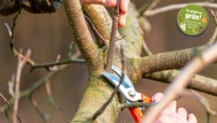 Apfel- und Birnbäume sollen bereits im Jänner und Feber geschnitten werden. (Bild: Plantura)