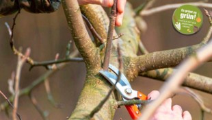 Apfel- und Birnbäume sollen bereits im Jänner und Feber geschnitten werden. (Bild: Plantura)