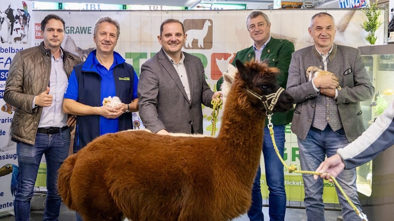 Programmpräsentation mit Alpaka: Raffael Fux (Organisator Tierfestival(, Martin Höller (Geschäftsführer Vogelfarm), GRAWE-Landesdirektor Franz Steiner, Franz Tonner (Direktor des Steirischen Bauernbundes) und Thomas Pötsch, Präsident des Alpakazuchtverbandes Österreich.  (Bild: Tierfestival)