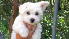 Um einen solchen Bichon-Malteser ging es beim Prozess. (Bild: Tierheim Hallein (SYMBOLBILD))