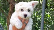 Um einen solchen Bichon-Malteser ging es beim Prozess.