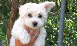 Um einen solchen Bichon-Malteser ging es beim Prozess.