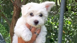 Um einen solchen Bichon-Malteser ging es beim Prozess.