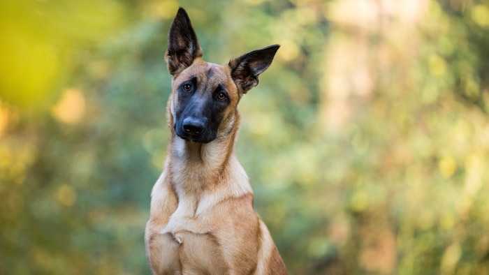 Die erst etwa vierzehn Monate alte Malinois Hündin „Gina“ konnte von ihren Besitzern nicht mehr ...