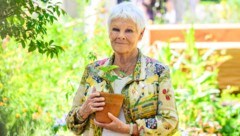 Hollywood-Ikone Judi Dench verriet jetzt, dass sie fast erblindet ist. 