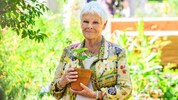 Hollywood-Ikone Judi Dench verriet jetzt, dass sie fast erblindet ist. 
