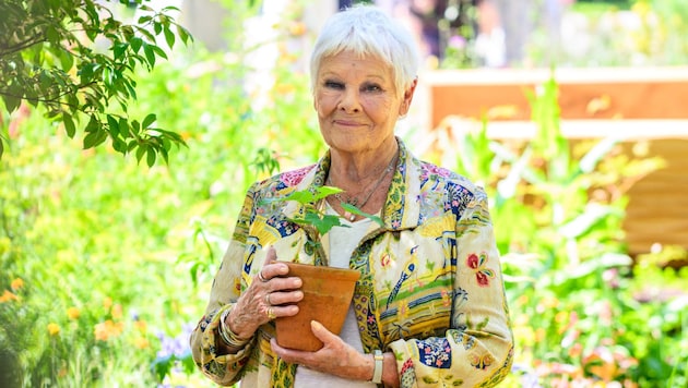 Hollywood-Ikone Judi Dench verriet jetzt, dass sie fast erblindet ist.  (Bild: picturedesk.com/Matt Crossick / PA)