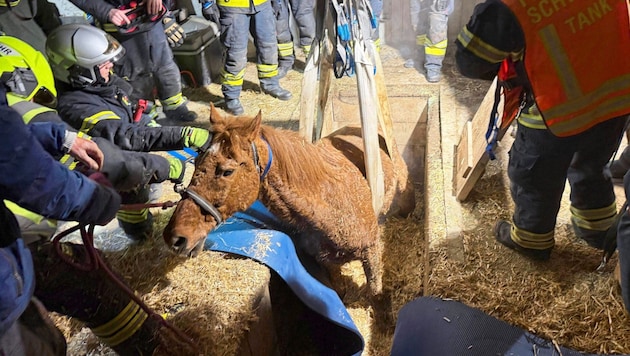 Trotz großer Mühen der Einsatzkräfte überlebte das Pferd den Sturz in die Grube nicht. (Bild: FF Schwechat)