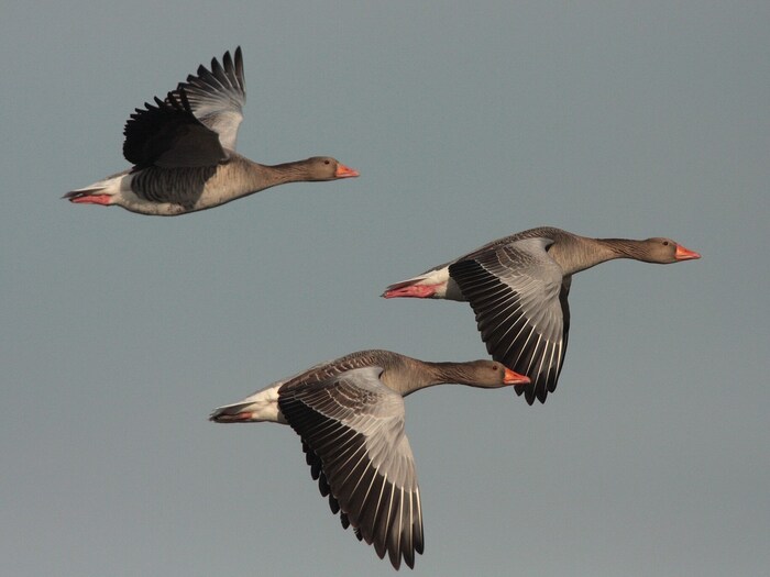 The Nature Conservation Association of Upper Austria invites you to an ornithological walk at ...
