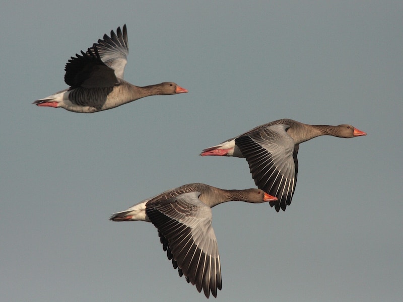 Zum vogelkundlichen Spaziergang am Großen Weikerlsee in Linz lädt der Naturschutzbund Oberösterreich. Ausrüstung: Fernglas und Bestimmungsbuch, Spektiv falls vorhanden; Leitung: Mag.a Heidi Kurz. Kosten: 8 Euro, Kinder: 4 Euro Datum: Samstag, 25. 1., 9 bis 11 Uhr Infolink: naturschutzbund-ooe.at (Bild: Josef Limberger)