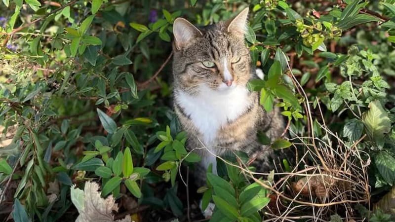 Missing in Mutters. (Bild: Tierschutzverein für Tirol)