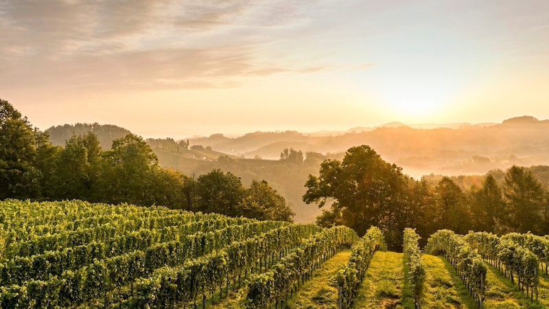 Südsteirische Weinstraße (Bild: Steiermark Tourismus / pixelmaker.at)