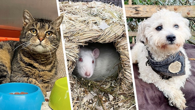 Elfriede the cat, Splinter and Kiwi the rats and Bobby the mongrel are all looking for a home. (Bild: Tierheim Linz (2), Pfotenhilfe Lochen (1))