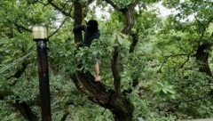 Baumbesetzung im deutschen Hambacher Forst: Filmstill aus „Der Weg ist nie derselbe“ von Oliver Ressler  (Bild: Bildrecht, Wien, 2024)