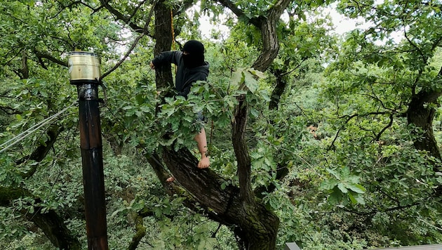 Baumbesetzung im deutschen Hambacher Forst: Filmstill aus „Der Weg ist nie derselbe“ von Oliver Ressler  (Bild: Bildrecht, Wien, 2024)