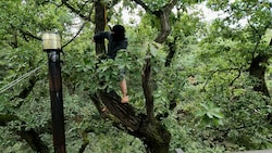 Baumbesetzung im deutschen Hambacher Forst: Filmstill aus „Der Weg ist nie derselbe“ von Oliver Ressler  (Bild: Bildrecht, Wien, 2024)