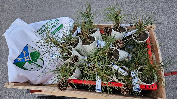 Small trees from the ÖVP Hernstein