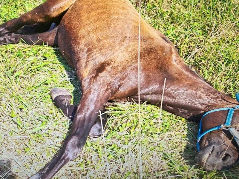 Einfach nur furchtbar! Das Pferd war völlig abgemagert, konnte nicht mehr aufstehen. (Bild: zVg)